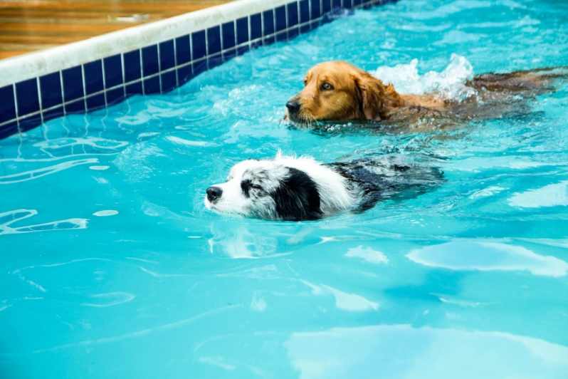 Onde Encontrar Hotel de Cachorro Vila Mariana - Hotel com Piscina para Cachorro