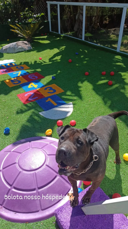 Onde Encontrar Hotel para Cães Aldeia da Serra - - Hotel Fazenda para Cães