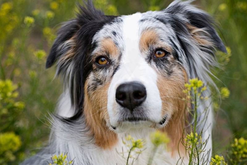 Onde Encontrar Locação de Cachorro Segurança Butantã - Segurança com Cachorros em SP