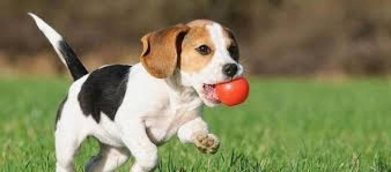 Onde Encontrar Serviços de Creche para Cães Itapevi - Creche para Animais
