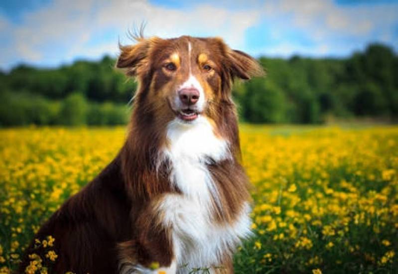Onde Encontrar Spa Canino Bom Retiro - Day Care Canino