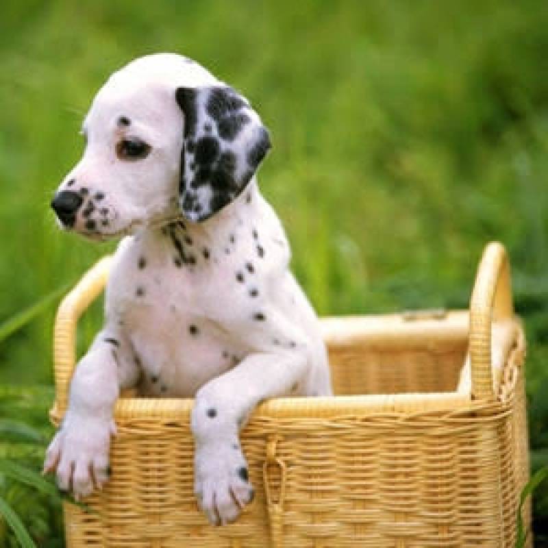 Onde Encontrar Spa de Cachorro Alphaville - Spa Canino