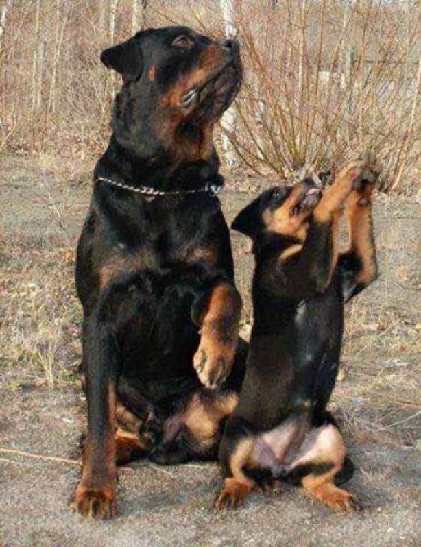 Onde Encontrar Treinador de Cães Butantã - Treinadores de Cães