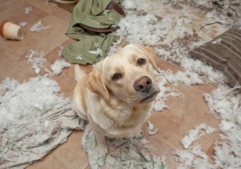 Onde Encontrar Treinamento para Cachorro de Caça Itapevi - Alugar Cachorro de Segurança