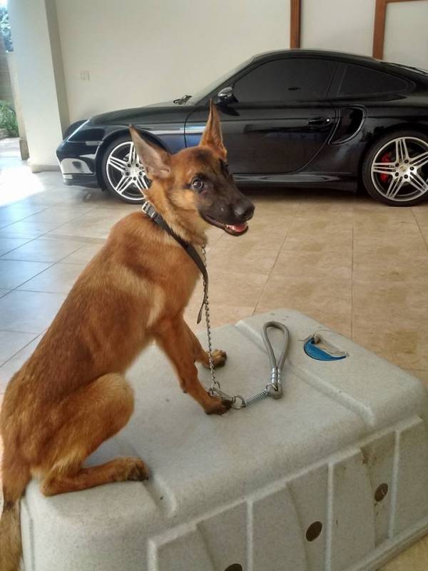 Onde Encontro Adestrador de Cães de Guarda Santana de Parnaíba - Adestramento Avançado para Cães