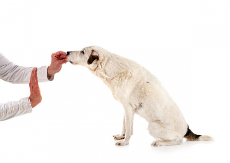 Onde Encontro Adestrador de Cães Higienópolis - Serviços para Adestrar Cães