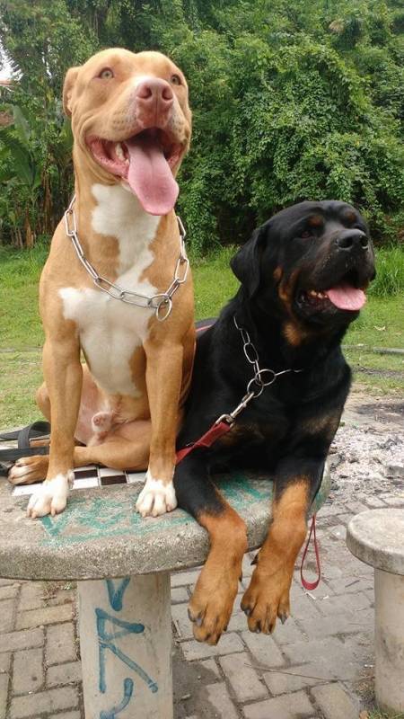 Onde Encontro Adestrador para Cachorro Bravos Tamboré - Adestramento de Cães Anti Social