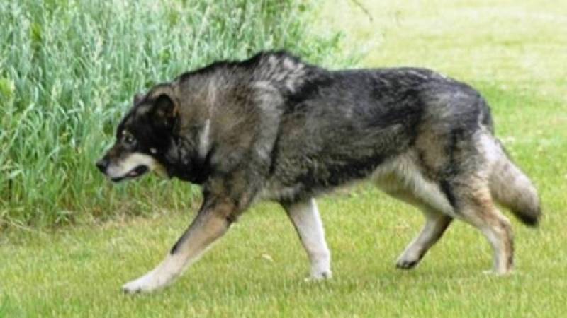 Onde Encontro Adestramento de Cachorro Selvagens Vila Madalena - Adestramento de Cães Anti Social