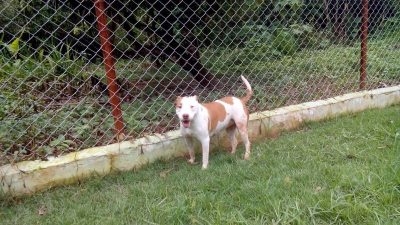 Onde Encontro Adestramento de Cachorros Bravos Santana de Parnaíba - Adestramento de Cachorro Selvagens