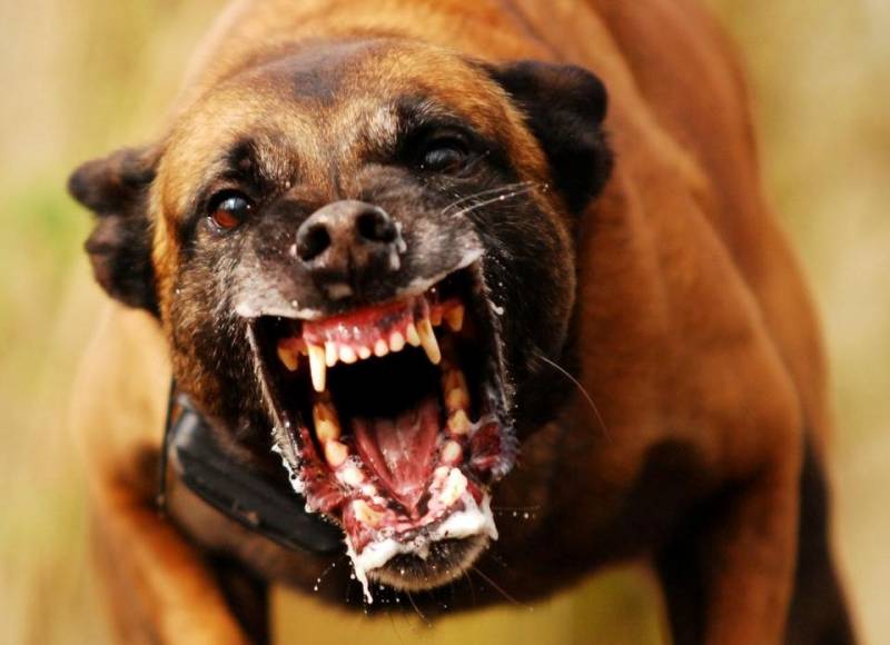 Onde Encontro Adestramento de Cães Anti Social Barueri - Adestramento de Cachorro Selvagens