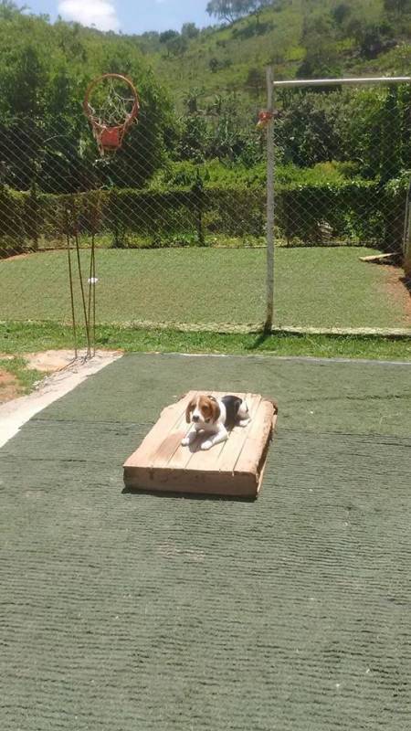 Onde Encontro Adestramento no Canil Higienópolis - Como Adestrar Cão Bravo