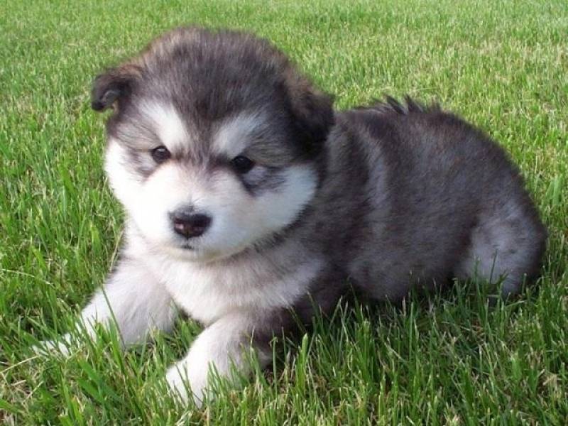 Onde Encontro Creche de Cães Lapa - Serviços de Creche para Cães