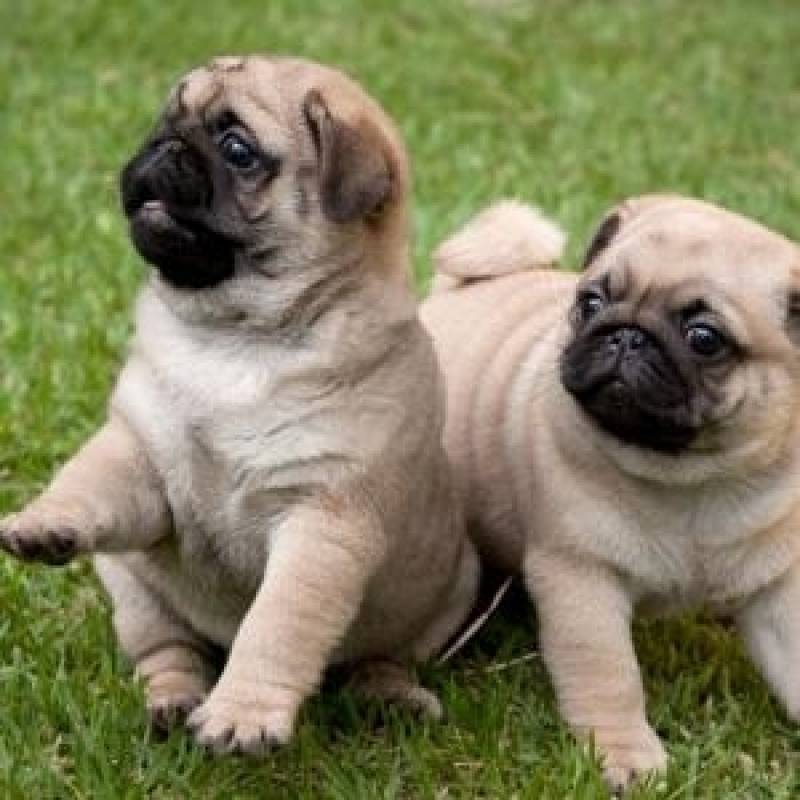 Onde Encontro Creche Hotel para Cachorro Butantã - Creche para Animais de Estimação