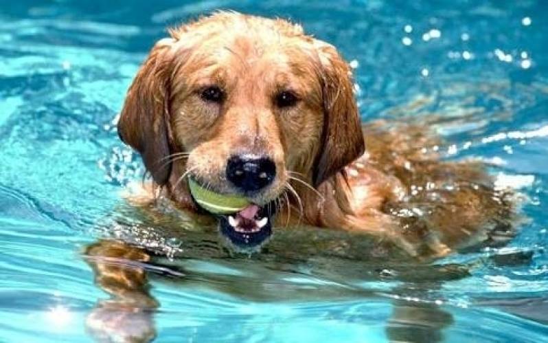 Onde Encontro Creche para Animais de Estimação Tamboré - Creche de Cachorros Golden Retriever