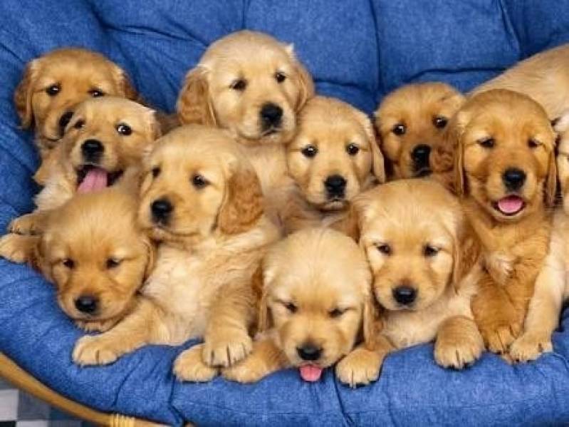 Onde Encontro Creche para Hospedagem de Cães Vila Mariana - Creche de Cachorros Golden Retriever