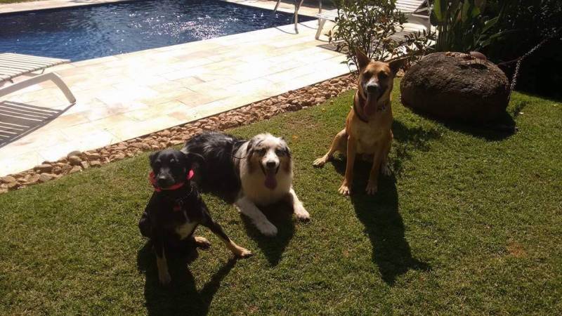 Onde Encontro Curso de Adestramento Border Collie Vila Madalena - Curso de Adestramento Canino