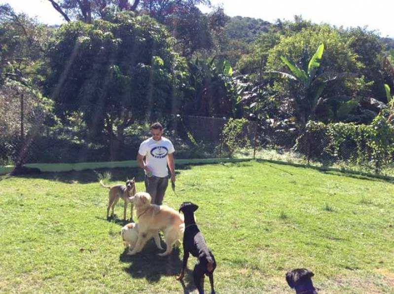 Onde Encontro Curso de Adestramento Canino Vila Olímpia  - Curso de Adestramento de Cães Presencial