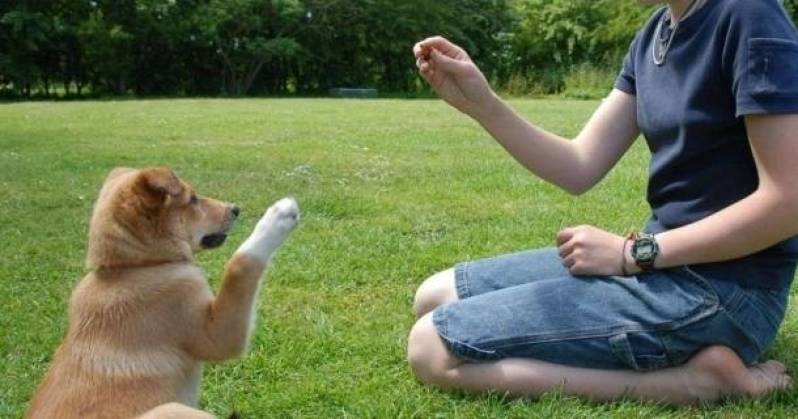 Onde Encontro Curso de Adestramento de Cães Presencial Osasco - Curso de Adestramento Sp