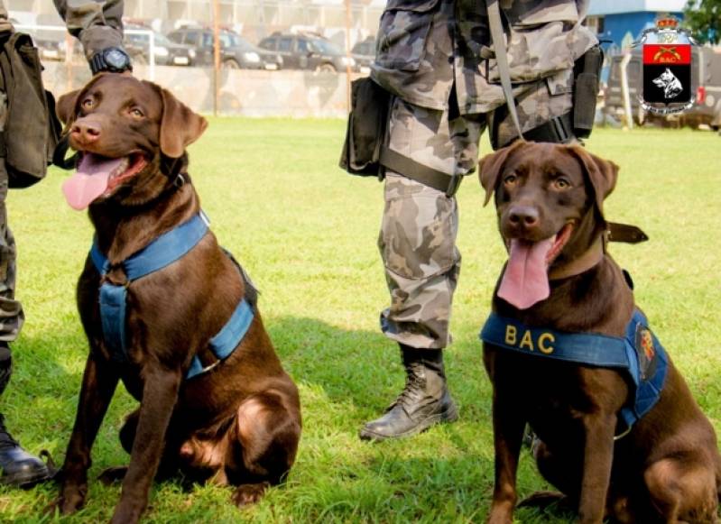Onde Encontro Curso para Treinar Cão de Faro Carapicuíba - Curso de Adestramento Canino