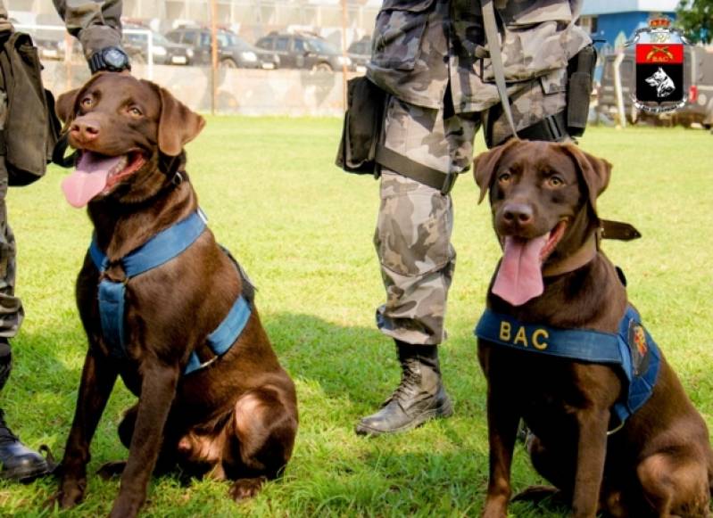 Onde Encontro Curso para Treinar Cão de Faro Lapa - Curso de Condução de Cão de Faro