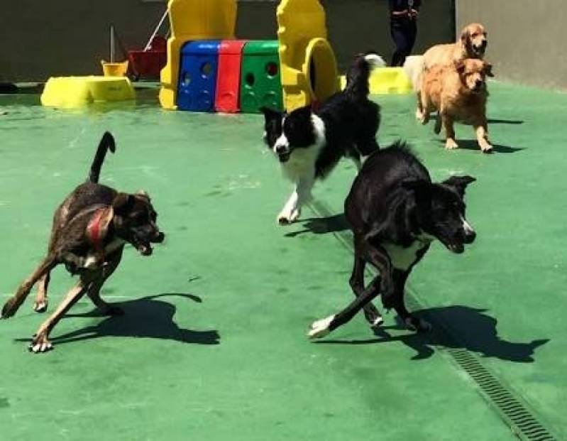 Onde Encontro Day Care de Cachorro Santana de Parnaíba - Day Care de Cachorro