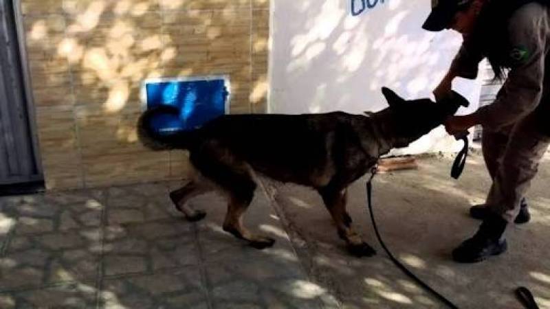 Onde Encontro Empresa de Aluguel de Cães Alto da Lapa - Empresa de Segurança Cão de Guarda