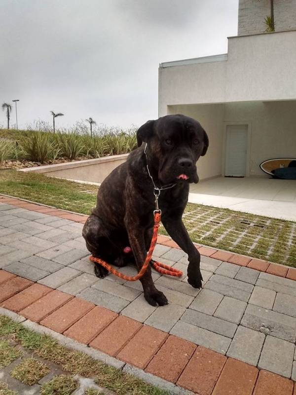 Onde Encontro Empresa de Cães de Segurança Higienópolis - Cães de Serviço