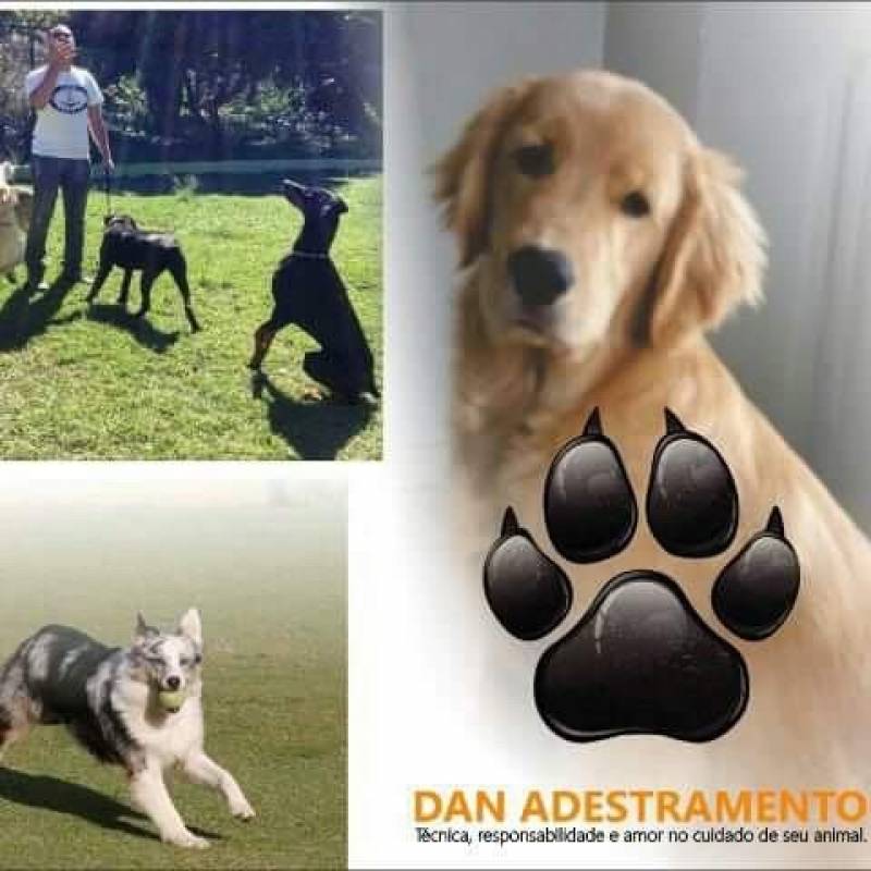 Onde Encontro Hospedagem para Golden Tamboré - Hospedagem para Cão Bravo