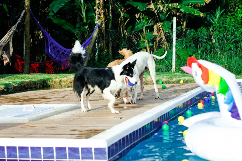 Onde Encontro Hotel para Cães Morumbi - Hotel com Piscina para Cachorro