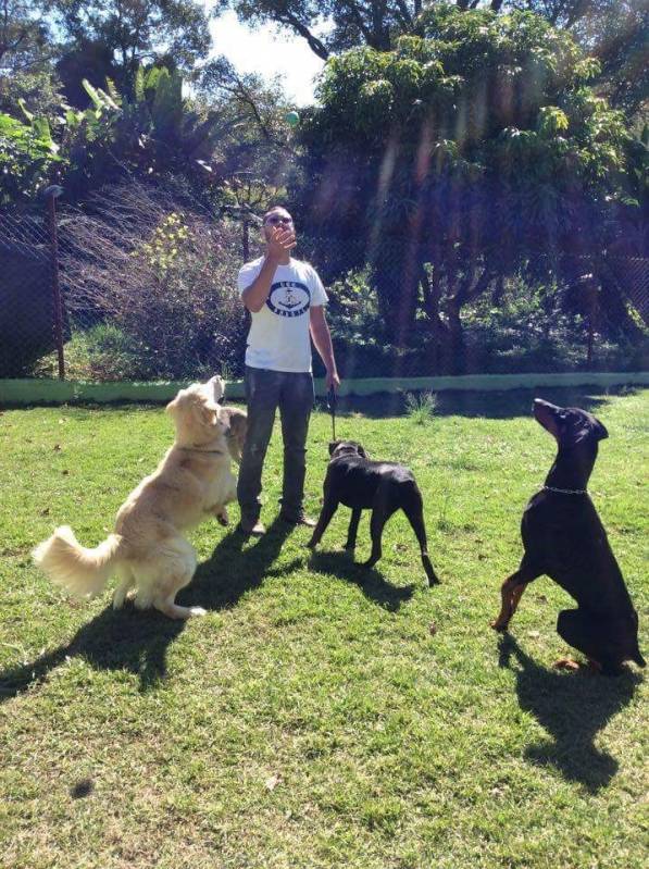 Onde Encontro Hotelzinho de Cachorro com Atividades Físicas Rio Pequeno - Hotelzinho de Cachorro com Agility