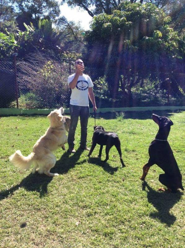 Onde Encontro Hotelzinho de Cachorro com Atividades Físicas Cotia - Hotelzinho para Golden