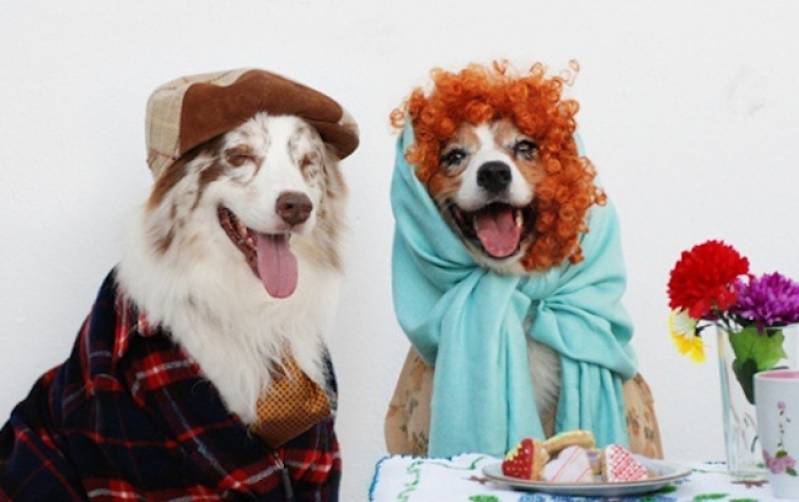 Onde Encontro Hotelzinho para Cachorro Idoso Higienópolis - Hotelzinho de Cachorro com Agility