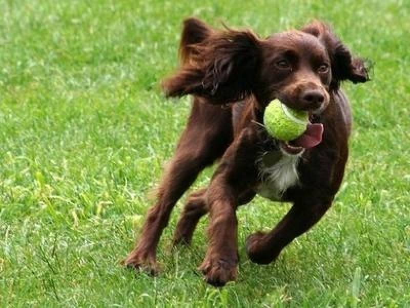 Onde Encontro Hotelzinho para Cachorro Granja Viana - Hotelzinho de Cães