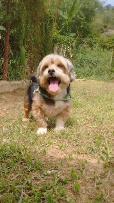 Onde Encontro Serviços de Creche para Cachorro Rio Pequeno - Creche para Animais