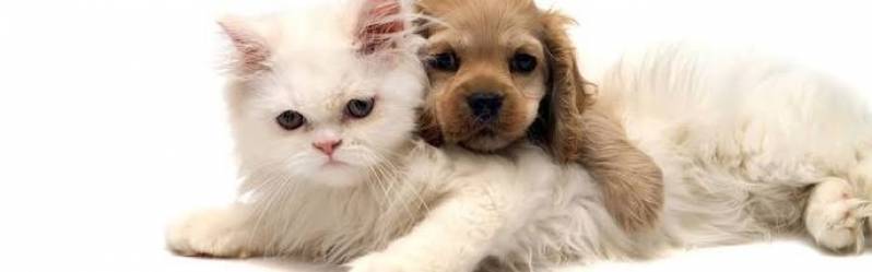 Onde Encontro Spa Canino Butantã - Hotel com Day Care