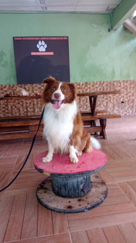 Onde Fazer Adestramento para Cães com Mal Comportamento Vila Madalena - Adestramento Comportamental para Cão Vila Mariana