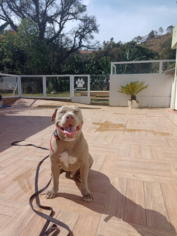 Onde Fazer Adestramento para Cão com Problema de Comportamento Tamboré - Adestramento Comportamental para Cão Vila Mariana