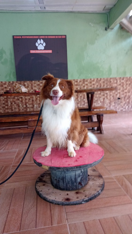 Onde Fazer Treinamento para Cão com Distúrbio de Comportamento Vila Mariana - Adestramento para Cães com Mal Comportamento Bom Retiro