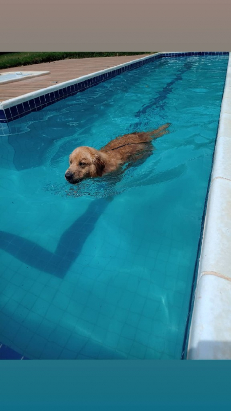 Onde Tem Creche Canina Santana de Parnaíba - Creche Canina Perto de Mim Alphaville