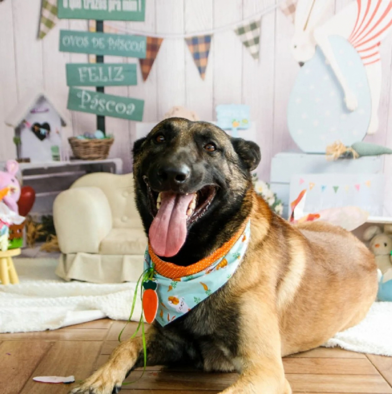 Onde Tem Daycare para Cachorro Morumbi - Escolinha para Cachorros Alphaville