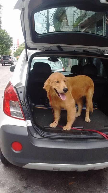 Orçamento de Adestrador Comportamental de Cachorro Raposo Tavares - Adestrador de Cães Golden Retriever