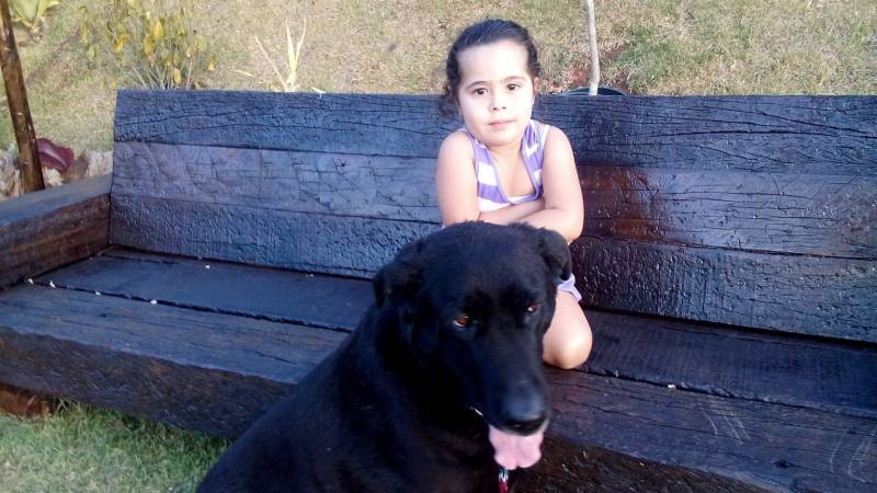 Orçamento de Adestrador de Labrador Tamboré - Adestrador de Cachorro Sp