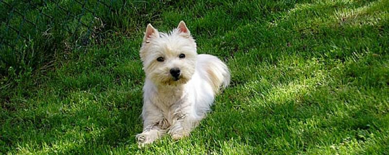 Orçamento de Adestrador para Filhotes de Cachorro Cotia - Adestrador a Domicílio