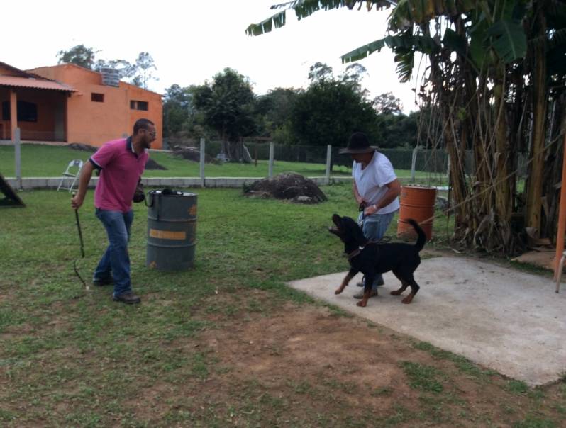 Orçamento de Adestramento para Cão de Guarda Aldeia da Serra - - Adestrador de Cachorro Sp