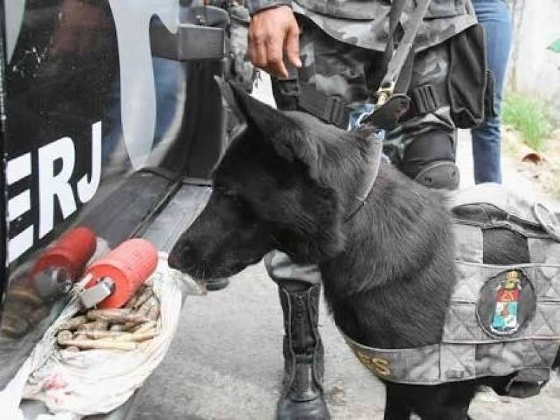 Orçamento de Cães de Faro de Explosivos Santana de Parnaíba - Cão de Faro