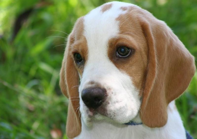Orçamento de Cães Farejadores no Brasil Jardim Bonfiglioli - Treinar Cão para Farejar