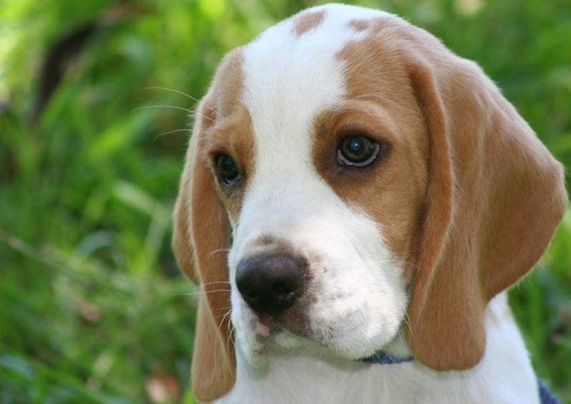 Orçamento de Cães Farejadores no Brasil Morumbi - Cão de Faro