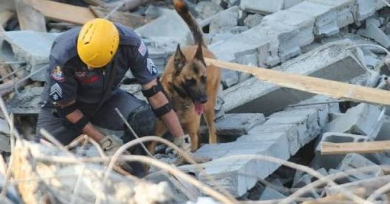 Orçamento de Cão Farejador de Pessoas Perdidas Tamboré - Cães de Faro de Explosivos