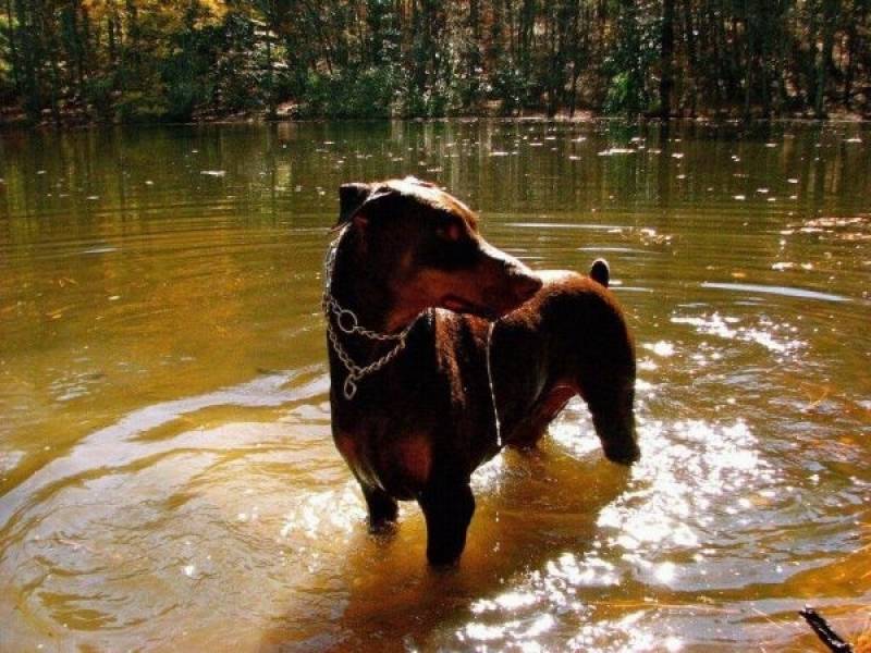 Orçamento de Detetive para Resgatar Cães Perdidos Vila Olímpia  - Detetive com Cães Farejadores em São Paulo