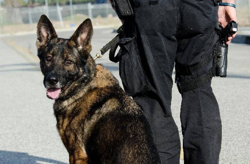 Orçamento de Locação de Cão de Faro Tamboré - Cães de Faro de Explosivos